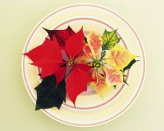 Tapeta Nature Flowers 615.jpg